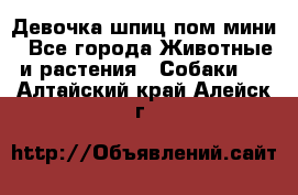 Девочка шпиц пом мини - Все города Животные и растения » Собаки   . Алтайский край,Алейск г.